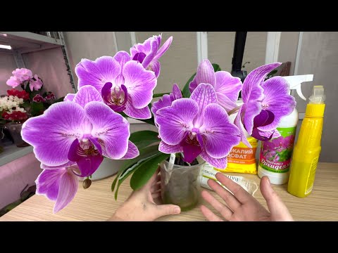 Видео: удобрение орхидей на самополиве // КАК ПОКОРМИТЬ орхидеи на фитиле или "мокрых пяточках"