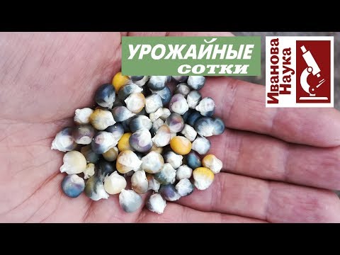 Видео: Урожай будет ОГРОМНЫМ, если посеете кукурузу по этим простым правилам.