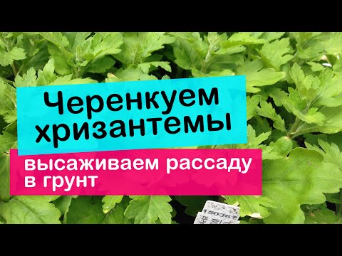 Видео: Черенкуем хризантему и  высаживаем рассаду  в грунт