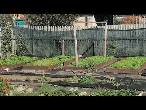 Видео: 25.09. Ч 1. На даче. Отдыхаю и кайфую... 