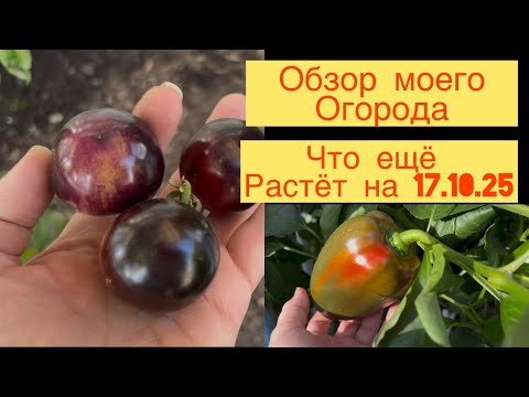 Видео: ОБЗОР ОГОРОДА 👩‍🌾 ЧТО ЕЩЁ РАСТЁТ В ОКТЯБРЕ 🌶️🍓🧅