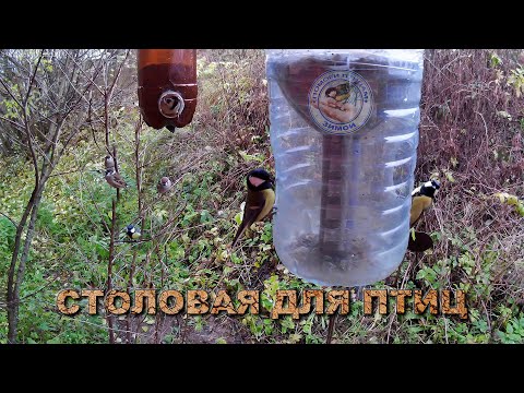 Видео: Кормушка с семечками и просо 27 октября 2025 года (03)