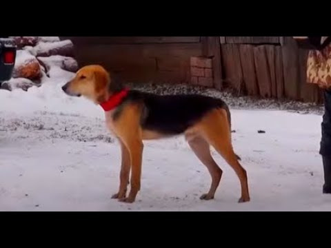 Видео: Русская гончая Ворон вл. Бородин В.Охота в Кировской обл.