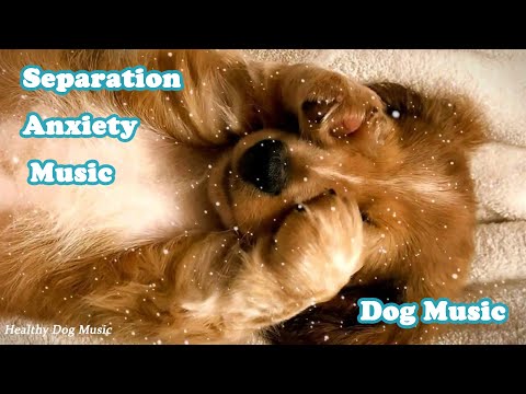Видео: Музыка для собак с грациозным характером, музыка для тревоги разлуки