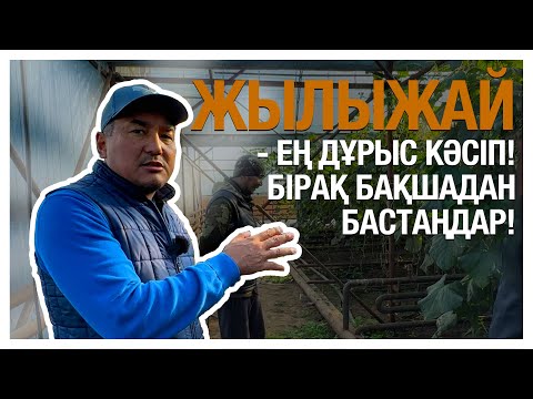Видео: Батыстағы жылыжай | Қиярды қалай өсіреді? | Сиыр сауған пайдалы ма?