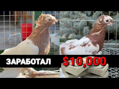 Видео: ЗАРАБОТАЛ 10 000 ДОЛЛАРОВ на Голубях за 24 часа. Узбекские двухчубые голуби. Tauben. Pigeons