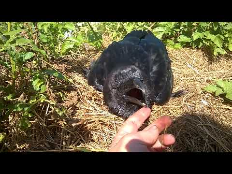 Видео: Ворон Вася, лето 2018