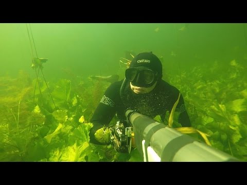 Видео: Подводная охота оз. Чикино (р.Оредеж).