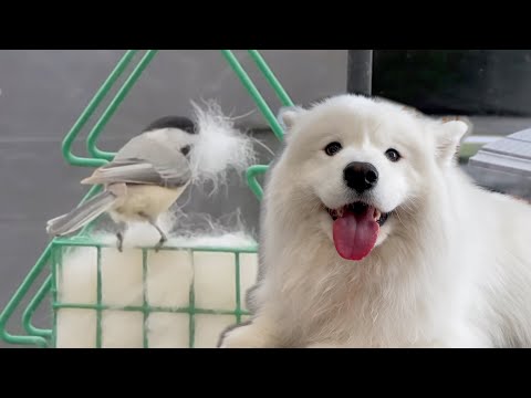 Видео: Я отдал собаке мех в качестве гнездового материала