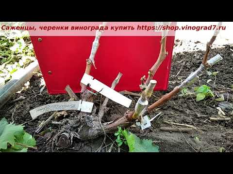 Видео: Аффинитет винограда- как проявляется при прививке, как добиться лучшего страстания прививок? Пузенко