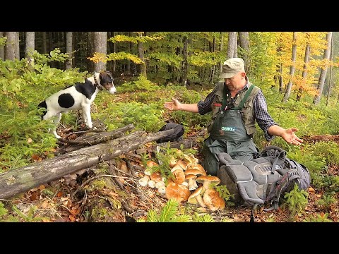 Видео: Грибное наваждение - белые грибы масово.