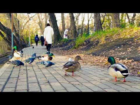Видео: Walking in YEkaterinburg. Неспешная прогулка по Дендрологическому парку |4K| (October 22, 2025)