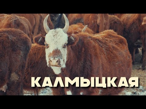 Видео: Калмыцкая порода в Казахстане