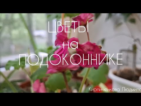 Видео: Мои цветы на кухонном окне, смотрим под чай-кофеёк ☕️🌵❤️