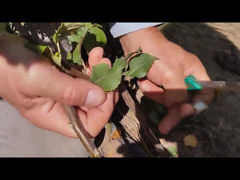 Видео: Секрети окуліровки плодових саджанців.
