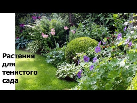 Видео: Растения для тенистого сада. Что посадить в тени деревьев