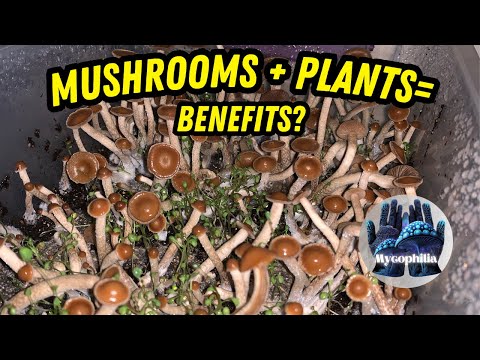 Видео: 🍄 ГРИБЫ и РАСТЕНИЯ В МОНОТУБКЕ?🍀 Всё о ЖИВОЙ ОБОЛОЧКЕ! Микология!