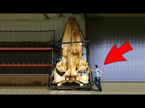 Видео: Самые значимые находки археологов за последние годы. Самые необычные находки