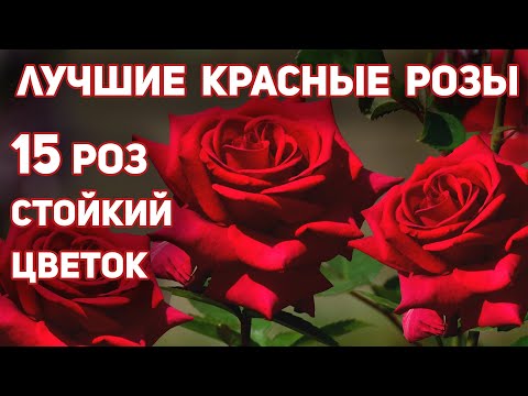 Видео: Лучшие красные розы, 15 сортов - долго держат цветок,  выразительного, запоминающегося облика.
