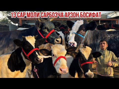 Видео: Сарбозча навори нав гуночино  бука бугуз хамаш арзон босифат 2 ноября 2025 г.