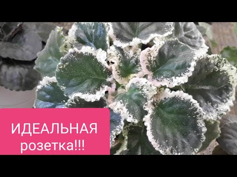 Видео: Красавица Фиалка! Все в ваших руках!