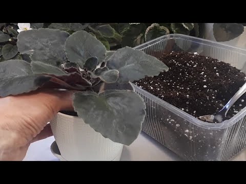 Видео: Пора пересаживать Фиалки! 5 способов!