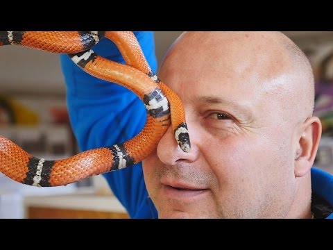 Видео: Още по-опасни влечуги в Ямбол