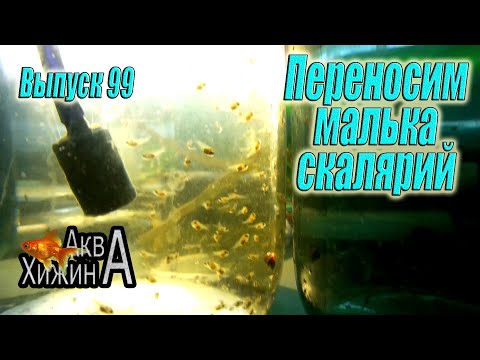 Видео: Перемещение мальков скалярий из банки в аквариум(Аква Хижина, выпуск 99)