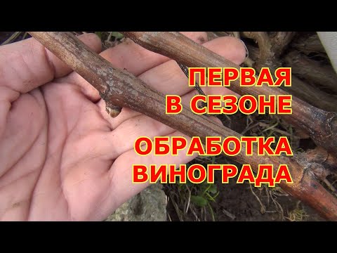 Видео: Первая обработка винограда в сезоне