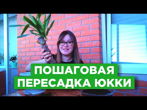 Видео: Как пересадить юкку: какой грунт нужен, как выбрать горшок, как часто пересаживать