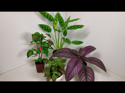 Видео: Растения едут в новый дом #11