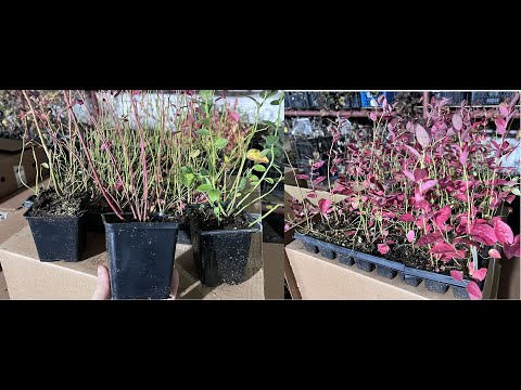 Видео: Голубика подъехала. ОПТОМ