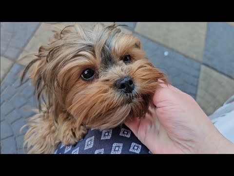 Видео: Мои собачки йорики, установили новую посудомойку