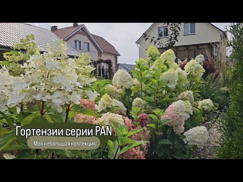 Видео: Гортензии серии PAN. PANdora, PANorama, PANenka, PANdalus, PANflora, PANzola, PANteon. 20.08.2024г.