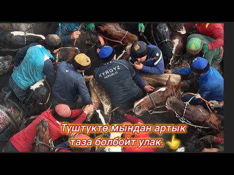 Видео: Улак тартыш катуу болду 😱😱😱 Бирин бири таламай 💥Аламан улак Кара Суу 2- бөлүм