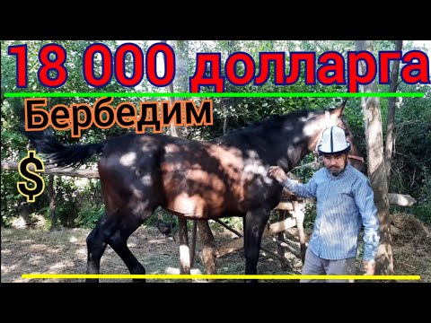Видео: Байгенин күлүктөрү ЭМНЕ БОЛДУ 🐎 БЭЭ ТАНДОО 18 миң долларга бербей кодум САЯПКЕР АЙТТЫ