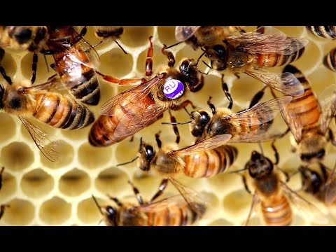 Видео: Золотой стандарт пчелы Buckfast  с 1938 года.