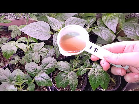 Видео: ДАЮ ЭТУ подкормку рассаде и НИКАКОЙ ЧЕРНОЙ НОЖКИ, дешево, эффективно и всегда работает