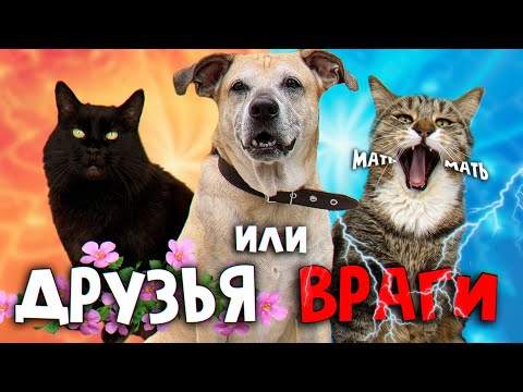 Видео: Кошка Мать встречается с Кузей и Боссом. Будет дружба или вражда? / SANI vlog