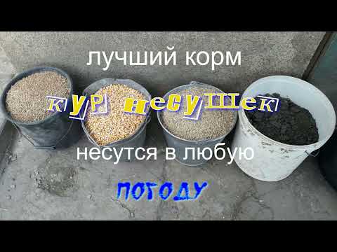 Видео: Лучший корм для кур несушек. Несутся в любую погоду.