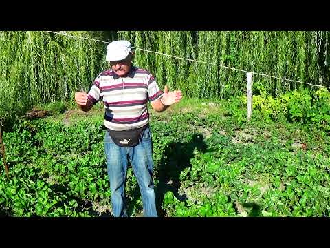 Видео: Переопыляется ли клубника? А как правильно собрать ее семена?