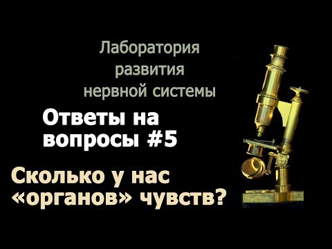 Видео: С.В. Савельев - Сколько у нас "органов" чувств?
