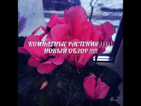 Видео: 🌈Комнатные растения🌈 .Маленький обзор.🌈Январь 2019 🌈