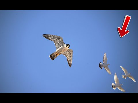 Видео: Сокол - сапсан и сокол - чеглок штурмует голубей | Кадры 2019
