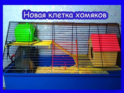 Видео: Новая клетка хомяков!!!