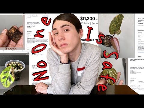 Видео: Покончим с 10 переоцененными и «редкими» растениями