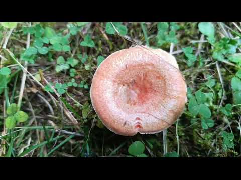 Видео: 2. Репортаж из леса.Тихая Охота на рыжиков.#olinacz