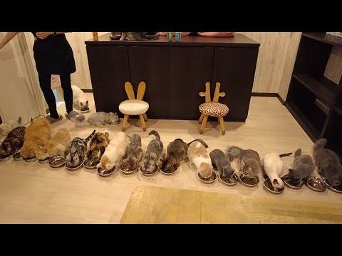 Видео: Небеса! Adorable Cat Cafe 🐈 Нагоя, Япония