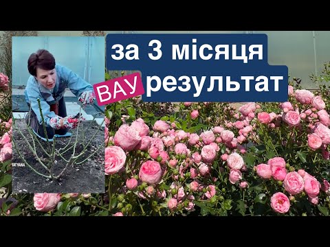 Видео: ТРОЯНДИ від обрізки до цвітіння . Чим підживити та захистити від хвороб, шкідників
