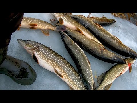 Видео: РАЗДАЧА ЩУКИ ПРОДОЛЖАЕТСЯ!!! ЭТОТ ДЕКАБРЬ ОСТАНЕТСЯ В ПАМЯТИ НА ВСЮ ЖИЗНЬ!!!! РЫБАЛКА НА ЖЕРЛИЦЫ!